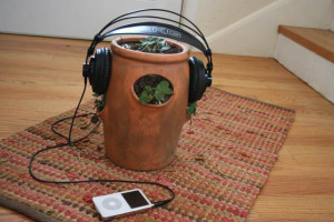 “Exponer a una planta a más de 3 horas de música, podría poner en peligro su salud”