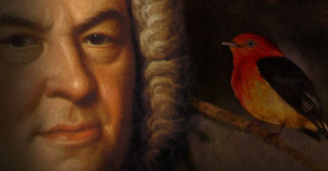 El pájaro que inventó la música de Bach